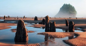 Fossilised trees stand out of a beach as mist encroaches.