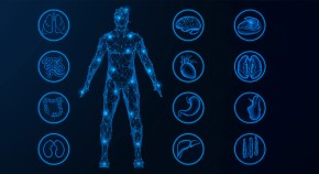 The images shows digital drawing of a human and several human organs.