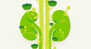 kidneys