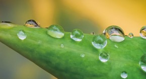 Drops of dew condensing on leaves