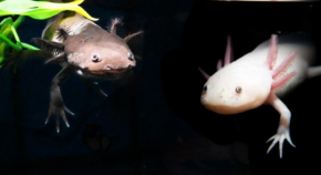 axolotls 