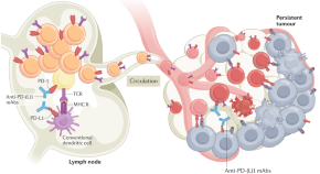 immune cells in lymph node and tumour