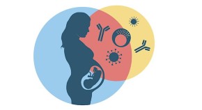 Picture of pregnant woman and immune molecules