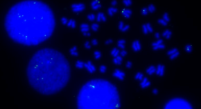 genomic strcutural variation