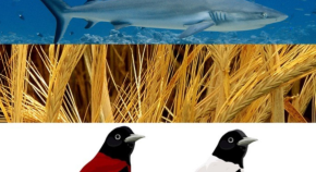 Birds, shark and wheat photos