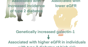 diabetologia impact factor)