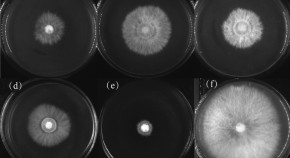 Identification of levoglucosan degradation pathways in bacteria and sequence similarity network analysis