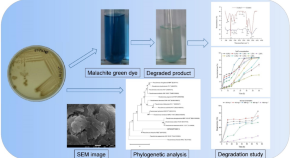 Identification of levoglucosan degradation pathways in bacteria and  sequence similarity network analysis