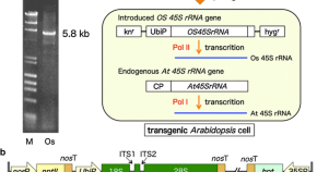 Plant Cell Reports Volume 36 Issue 2