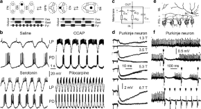 brain evolution research articles