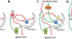 brain evolution research articles