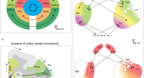 brain evolution research articles