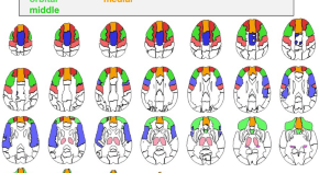 brain evolution research articles