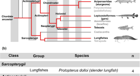 brain evolution research articles