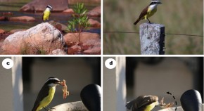 Animal Cognition | Home Animal Cognition | Home