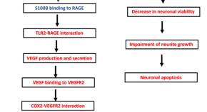 Cell Biology And Toxicology Home