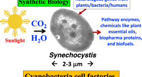 photosynthesis light research paper photosynthesis light research paper