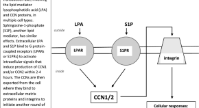 cellular communication research papers cellular communication research papers