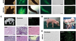 a research paper about animal cloning