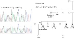 A mosaic maternal splice donor mutation in the EHMT1 gene leads to aberrant  transcripts and to Kleefstra syndrome in the offspring