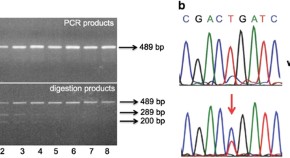 polymerase chain reaction research paper