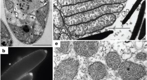 hypothesis nature article