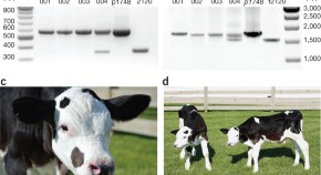 a research paper about animal cloning