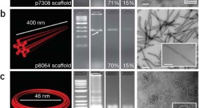 a term paper on electrophoresis