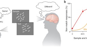 new research on memory