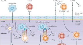 new research treatment for multiple sclerosis