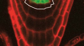 research paper on plant cell research paper on plant cell