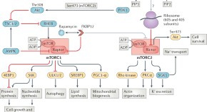 research topics in renal transplantation