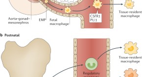 new research treatment for multiple sclerosis