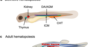 research papers on zebra research papers on zebra