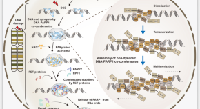 aging research reviews aging research reviews