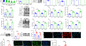 new research for dementia