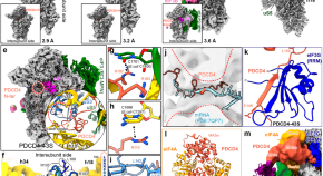 cell structure research paper