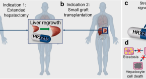new research cancer stem cells new research cancer stem cells