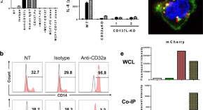 antigen presentation antigen presentation