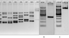 research article gene