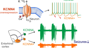 research on gene therapy