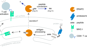 antigen presentation meaning