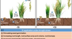 horticulture research