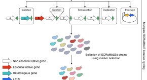 genetic engineering research paper