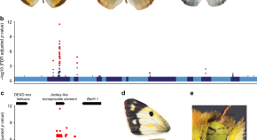 primary research article biology