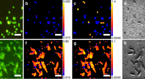 current research journal of biological sciences