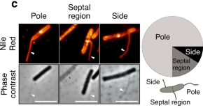 five examples of research projects in cell biology