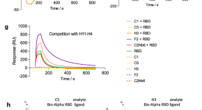 essay in coronavirus