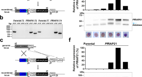 research on malaria diagnosis