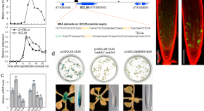 research paper on plant cell